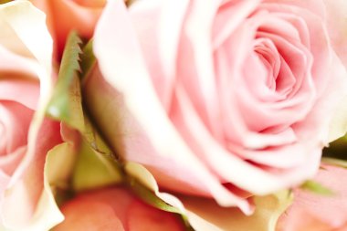 pembe Gül kadar yakın