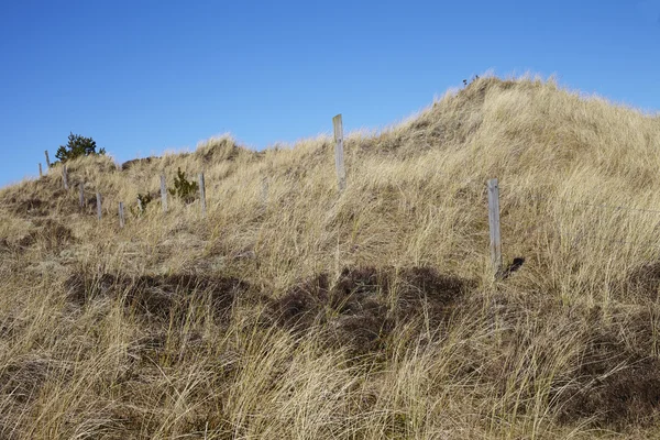 Grasachtig veld in Skagen — Stockfoto