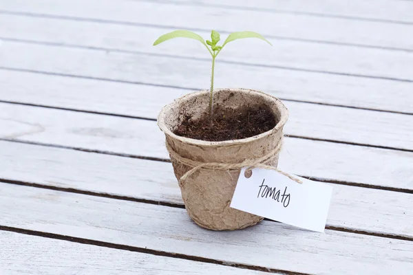 Gelabelde tomatenplant — Stockfoto