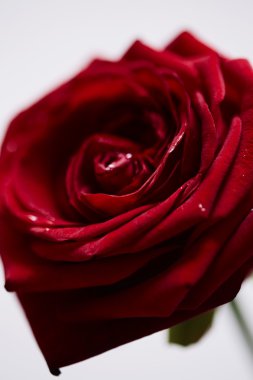 Kırmızı St Sevgililer gül