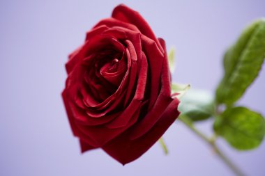 Kırmızı St Sevgililer gül