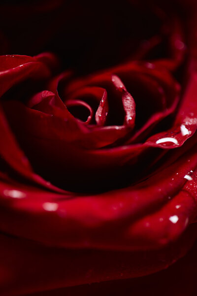 Close up of red rose, studio