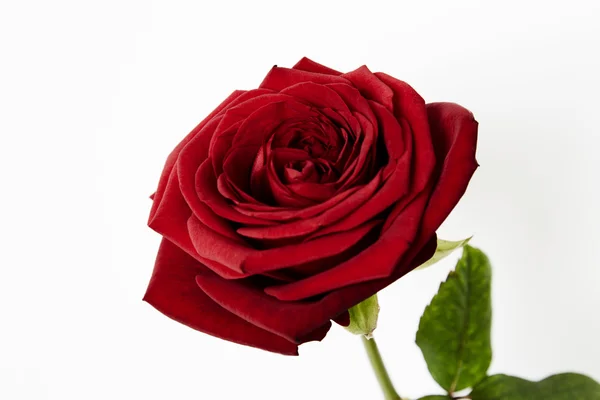 Red rose, studio — Stock Photo, Image