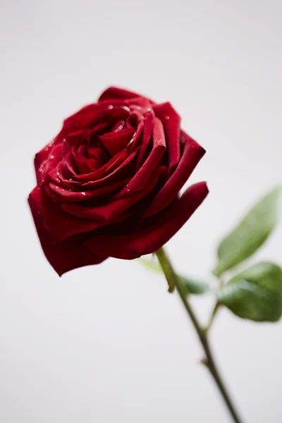 Rosa vermelha de São Valentim — Fotografia de Stock