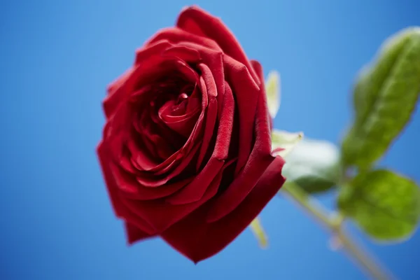 Red St Valentines rose — Stock Photo, Image