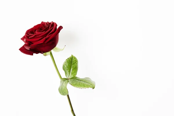 Red rose, studio — Stock Photo, Image