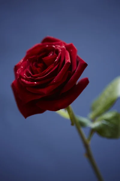 Rosa vermelha de São Valentim — Fotografia de Stock