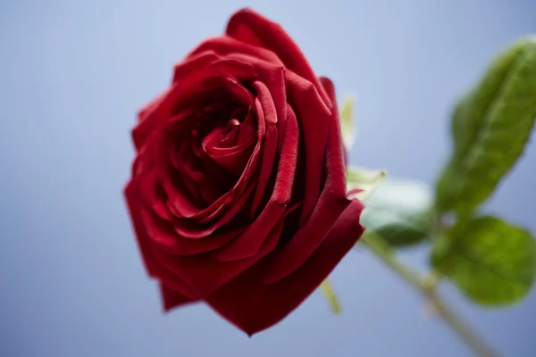 Red St Valentines rose — Stock Photo, Image