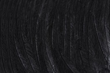 Beyaz karşı siyah tüy