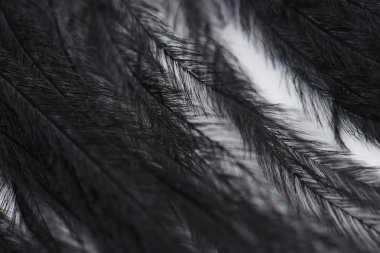 Beyaz karşı siyah tüy