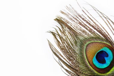 Canlı tavus kuşu tüyü