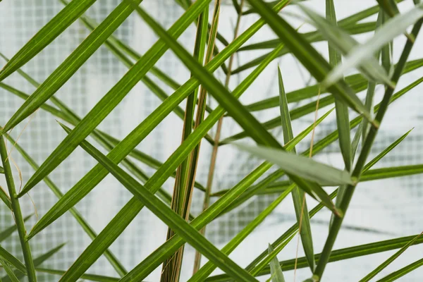 Green leaves on plant — Stock Photo, Image