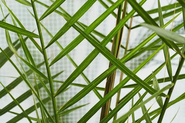 Green leaves on plant — Stock Photo, Image