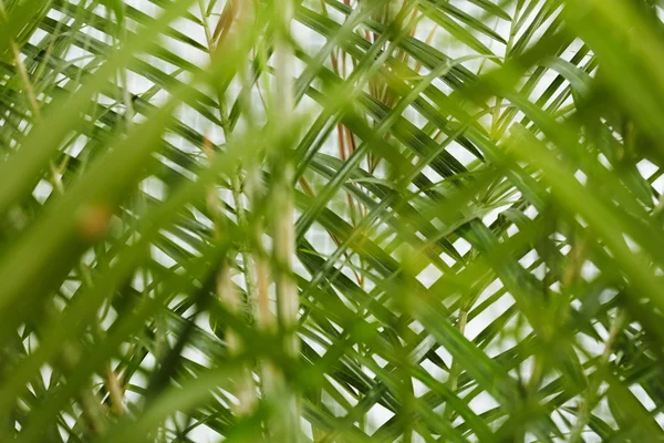 Green leaves on plant — Stock Photo, Image