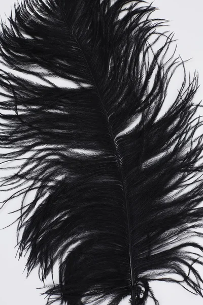 화이트에 대 한 검은 깃털 — 스톡 사진