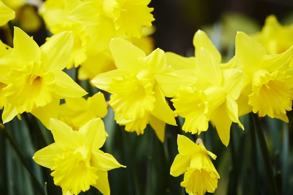 Leuchtend gelbe Narzissen im Garten — Stockfoto