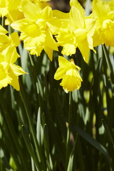 Narcisos amarelos brilhantes no jardim — Fotografia de Stock