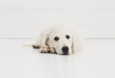 Beyaz köpek yürüyüş