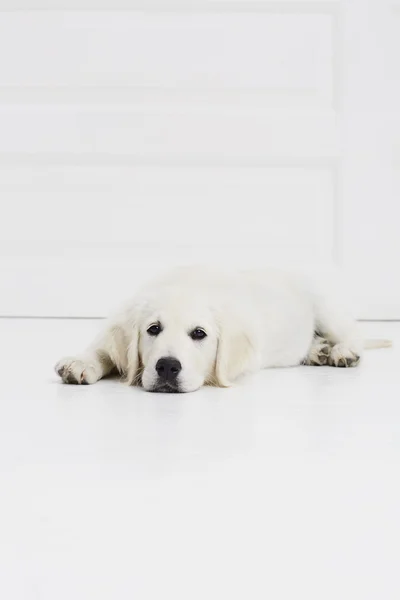 흰 강아지를 휴식 — 스톡 사진