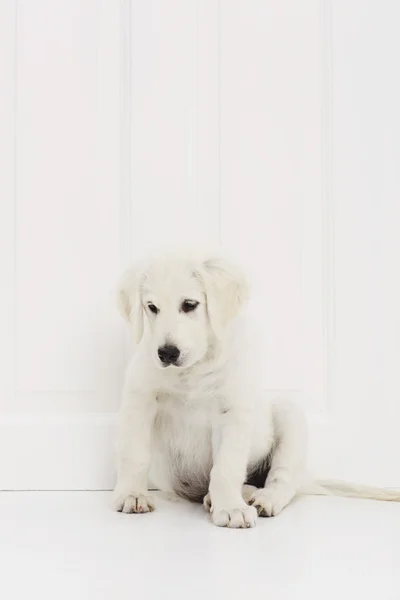 Descansando cachorro Labrador — Fotografia de Stock