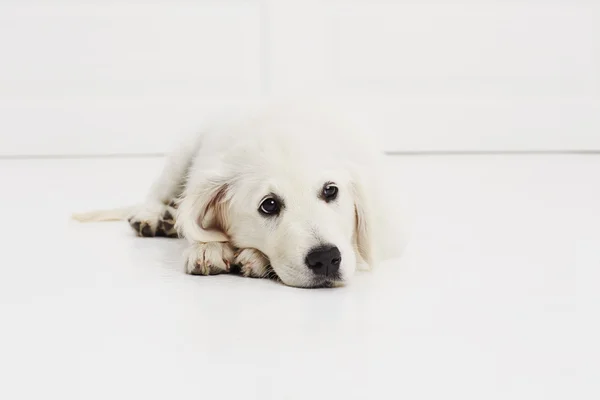 Nyugalmi Labrador kiskutya — Stock Fotó