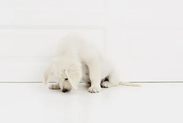 Bonito filhote de cachorro cheirando o chão — Fotografia de Stock