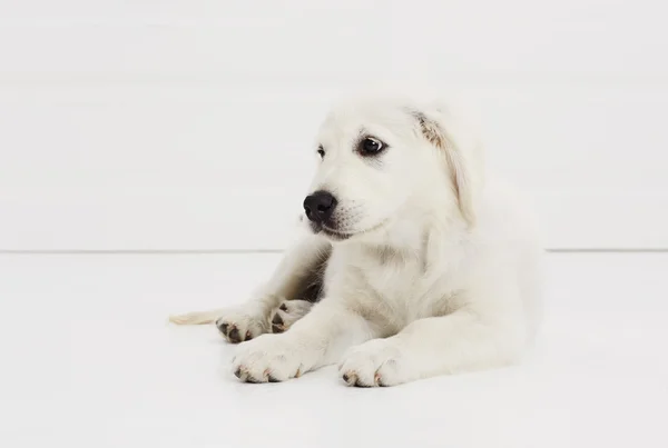 Bianco cucciolo a piedi — Foto Stock