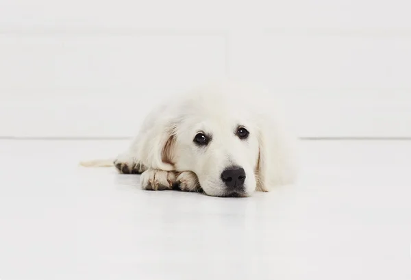 Bianco cucciolo a piedi — Foto Stock