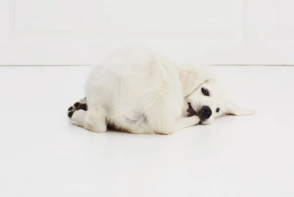 Bianco cucciolo a piedi — Foto Stock