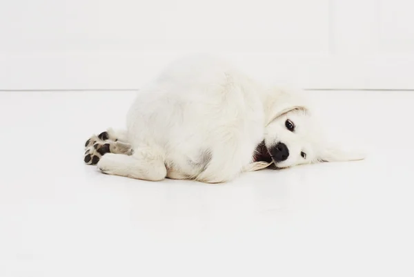 Bianco cucciolo a piedi — Foto Stock