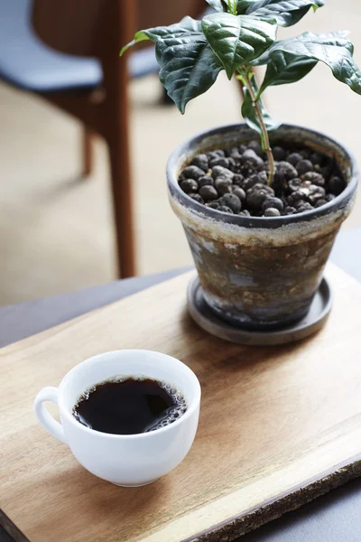 Café fresco junto a la planta — Foto de Stock