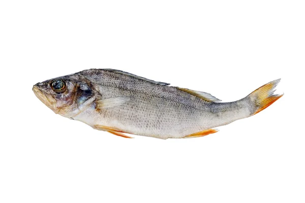 Pesce essiccato isolato su fondo bianco. Arrosto secco . — Foto Stock