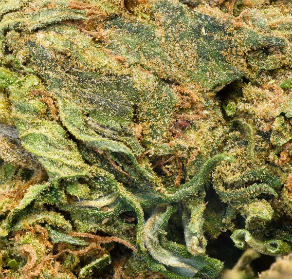 Una macro inyección extrema de un brote de cannabis — Foto de Stock