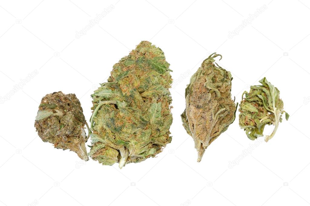 Multiple strands of cannabis isolated on white