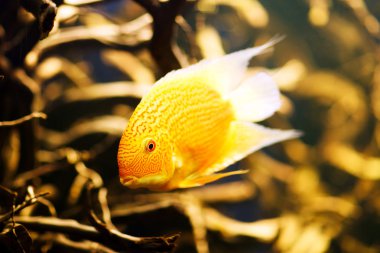 severum (cichlasoma severum) akvaryum balık
