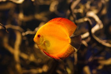 Kırmızı Symphysodon discus Amazon nehir