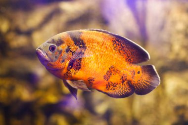 Astronotus ocellatus (Tiger), büyük tatlı su balık, Güney Amerika Çiklit
