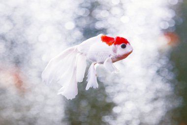 kırmızı bere oranda goldfish, yakın çekim