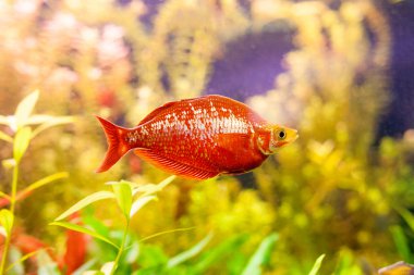 Glossolepis incisus veya kırmızı rainbowfish balık suyun altında taze akvaryum yüzme