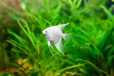 Doğal ortamlarında melek balığı. Scalare