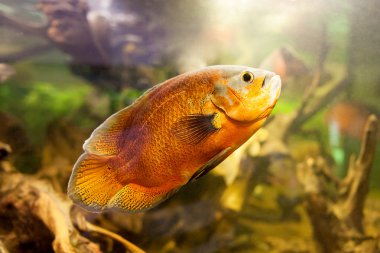 Oscar balığı (Astronotus ocellatus), closeup çekim