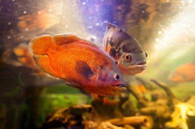 İki güzel ve özel kırmızı oscar Çiklit karanlık bir arka plan