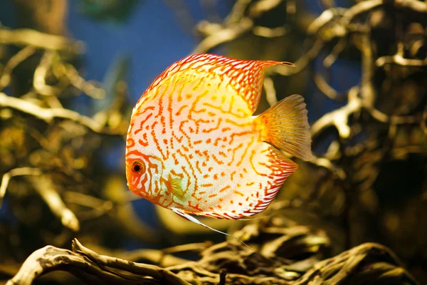 Discus (symphysodon spp.), tatlı su balıkları yerli amazon Nehri