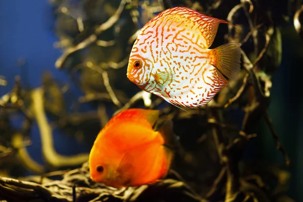 ディスカス (熱帯魚の一種)、マルチカラー シクリッド水槽で泳いで — ストック写真