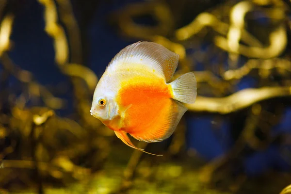 Discus fish biotop on amazon — Stock Photo, Image