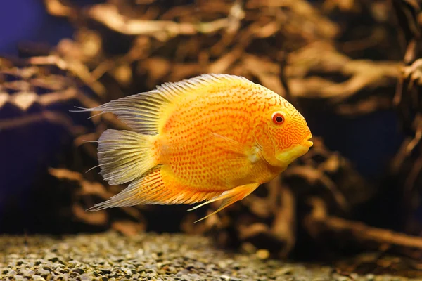 Red albinos Cichlid. Latin name - Cichlasoma severum swimming underwater in fresh aquarium — Stock Photo, Image