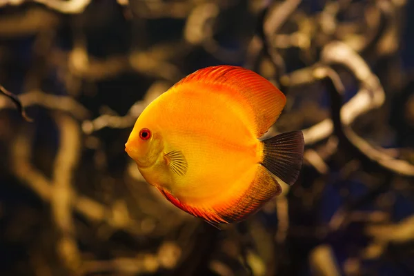 Symphysodon red discus in amazonian river — Stock Photo, Image