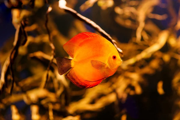 Disco vermelho fogo peixes do rio Amazonas — Fotografia de Stock