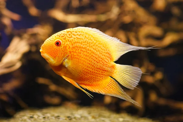 Exotische vissen Cichlasoma severum — Stockfoto