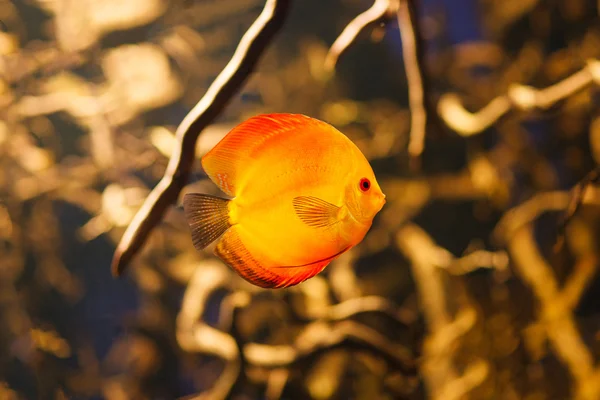Discus fish (Symphysodon) swimming underwater — Stock Photo, Image